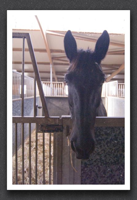 reitsport_MAR0024_1