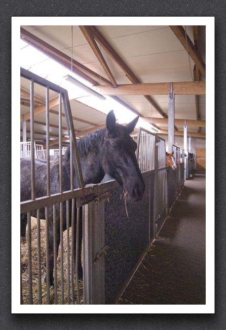 reitsport_MAR0025_1