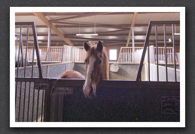 reitsport_MAR0022_1